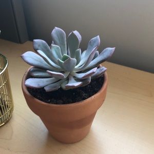 Meet your Posher, Julia